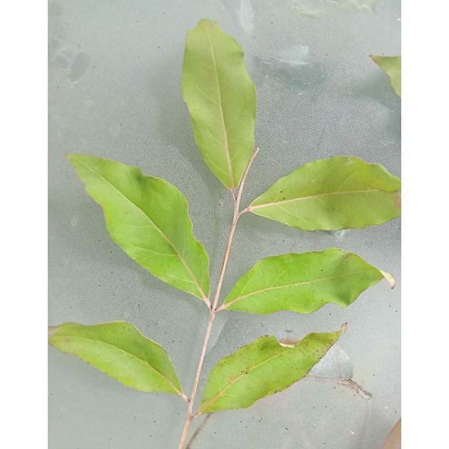 DAUN,POHON KAYU PUTIH SEGAR, OBAT HERBAL