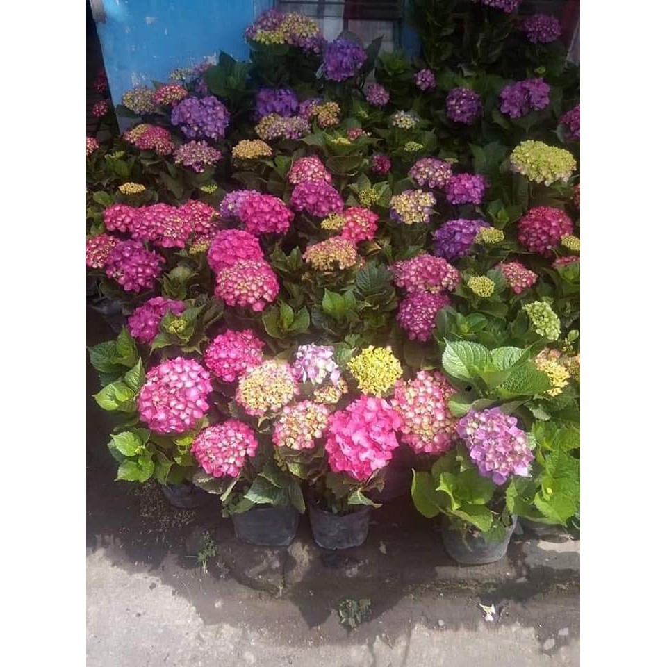 Tanaman Pancawarna Berbunga Hortensia holland sudah berbunga