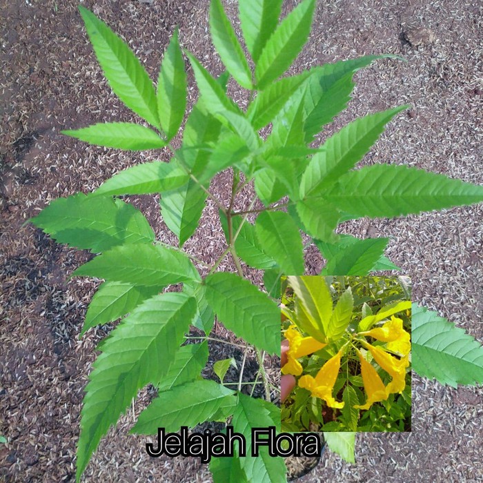 Cape Honeysuckle / Tecoma Capensis (Daun Standar): Bunga Kuning