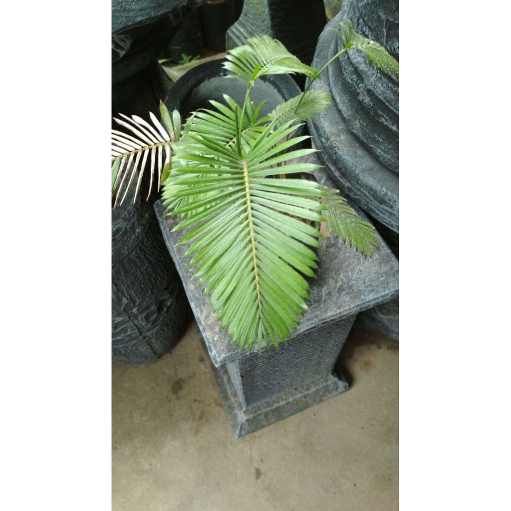 Bibit Palem Mini