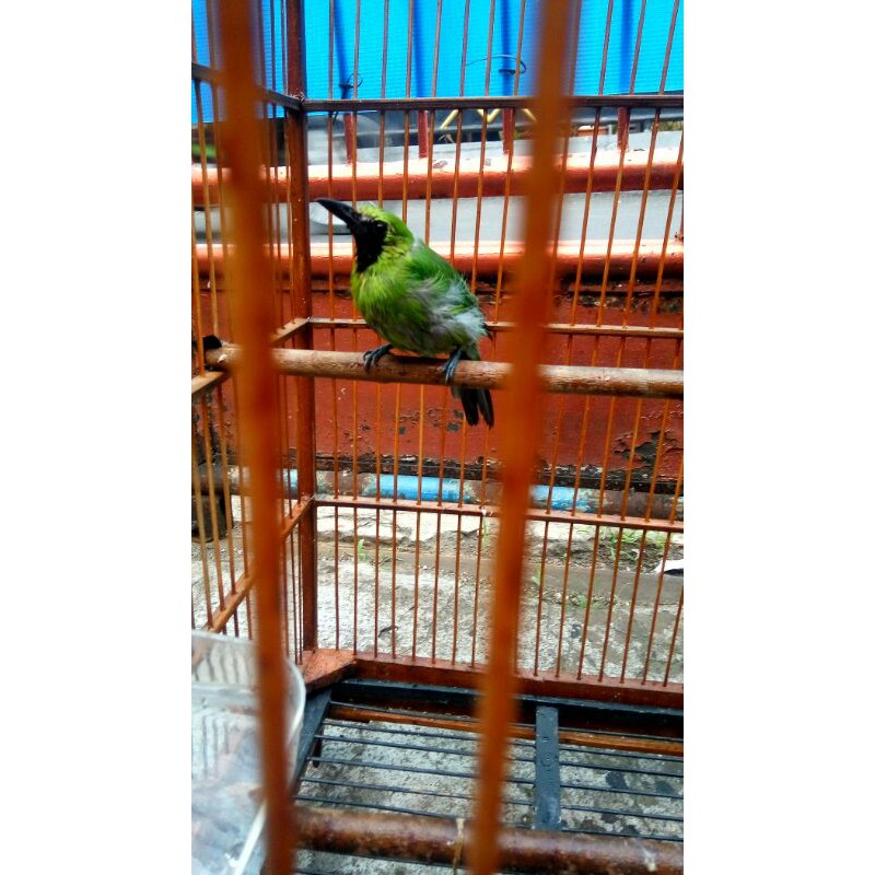 cucak ijo muda rawatan