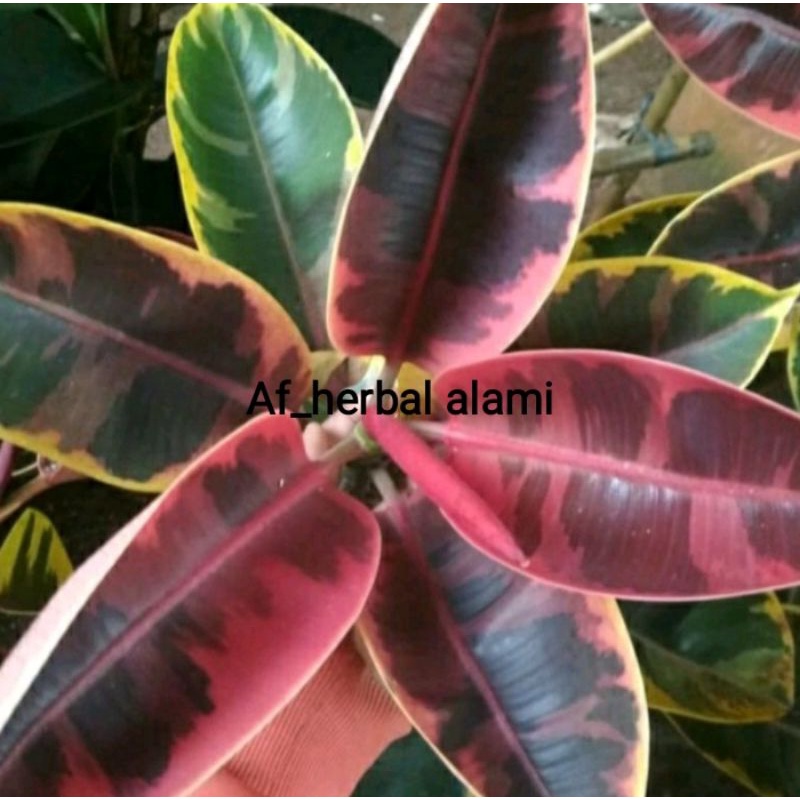 

DAUN KARET KEBO 10 LEMBAR