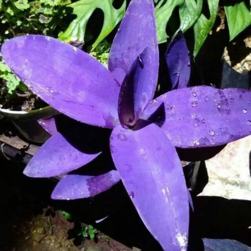 tanaman hias adam hawa daun ungu