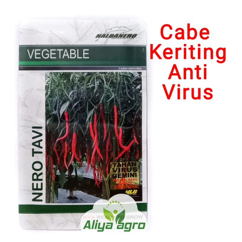 Cabe Keriting Nero Tavi Anti Virus Gemini