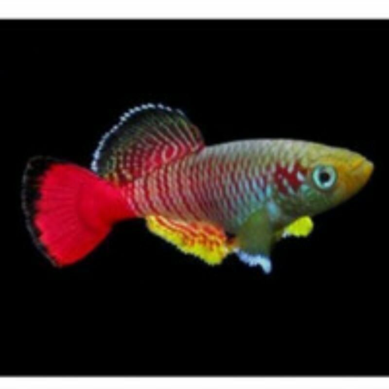 Telur Killifish Guentheri Red Zanzibar Siap Tetas