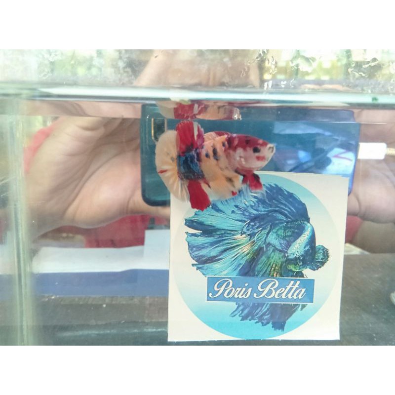 

ikan cupang yellow base (B05)