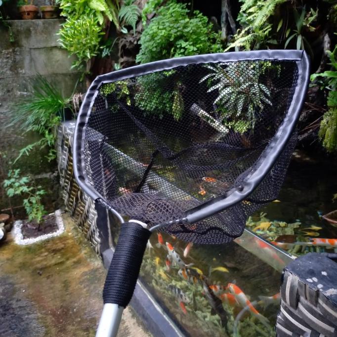 seser ikan koi besar serokan ikan besar kolam