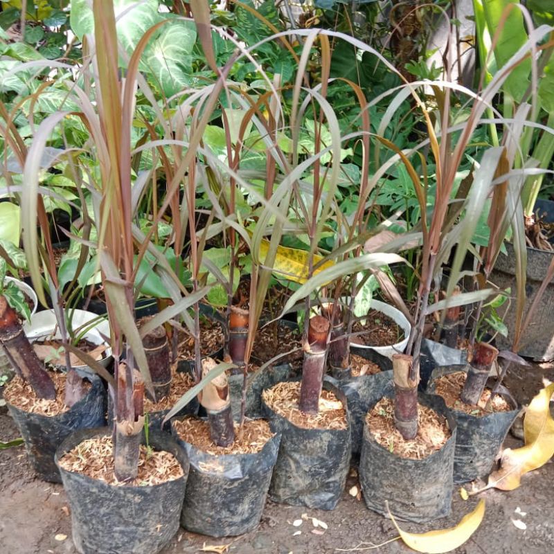 Bibit Tanaman Tebu Ireng ,Tebu ireng