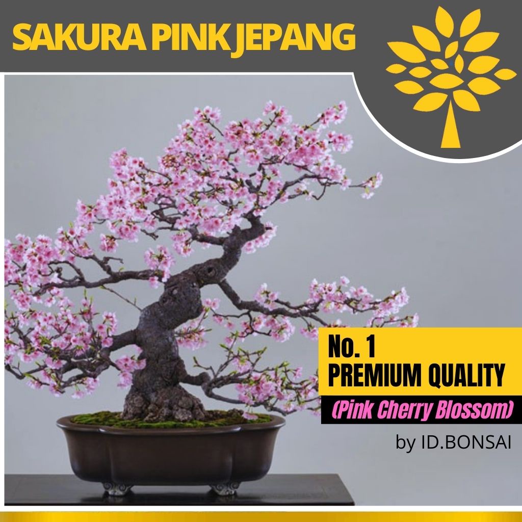 Biji Bonsai Sakura Jepang Pink Cherry Blossom IMPORT