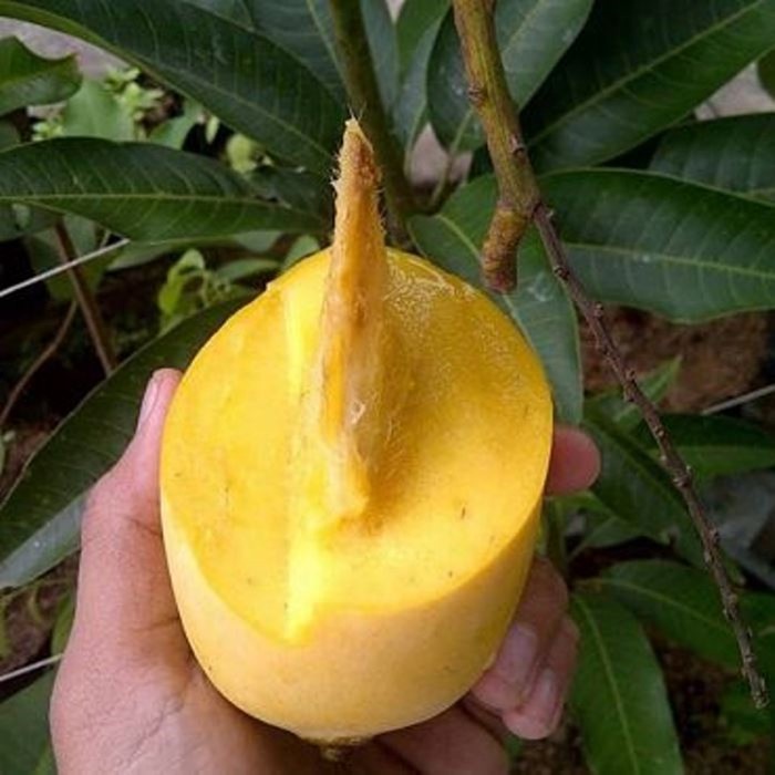 Bibit Tanaman Buah MANGGA COKANAN Premium