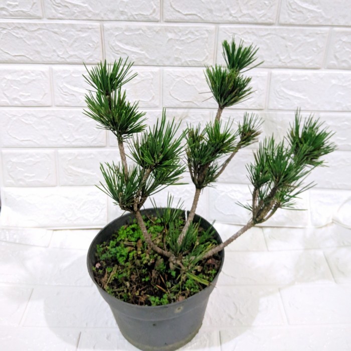 Japanese Cemara Black Pine