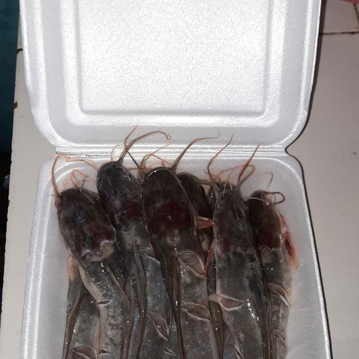 

Lele sudah di bersihkan/siangkan
