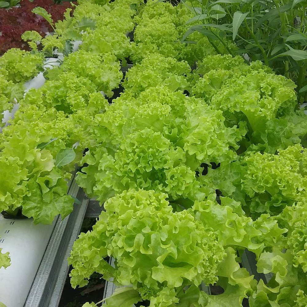 BENIH BIJI BIBIT UNGGUL SAYURAN SELADA HIJAU KERITING REPACK GRAND RAPIDS CAP PANAH MERAH Murah Bibit Tanaman untuk Urban Farming Hidroponik dan Tanah Pekarangan Rumah dan Taman-4