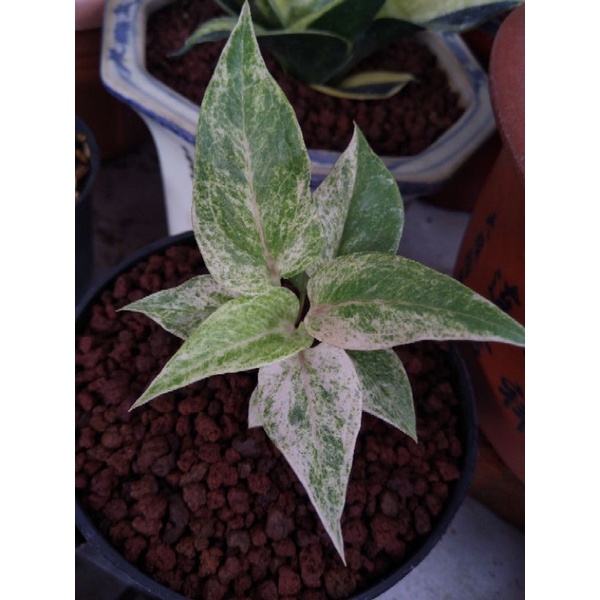 hokeri polkadot pink