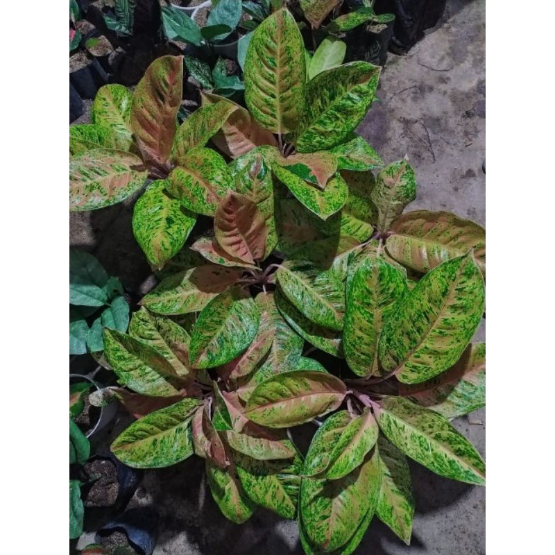 aglonema bigroy termurah jumbo