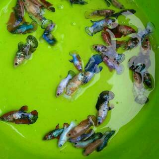 Ikan Cupang Betina Fancy Shopee Indonesia