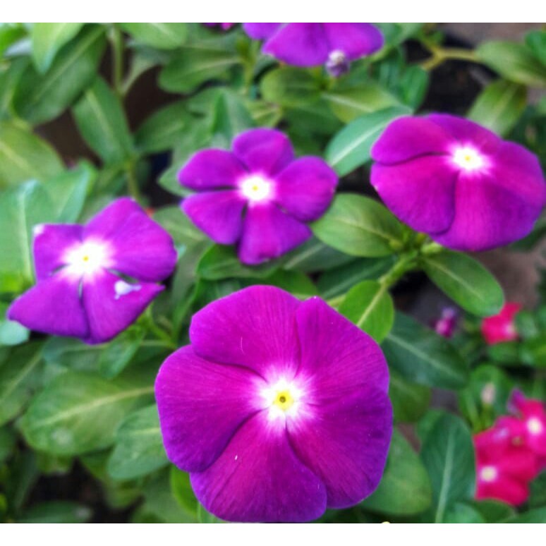 Benih Bibit Biji - Bunga Vinca Victory Blue Flower Seeds