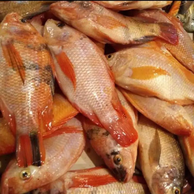 

jual ikan nila merah segar per 500 gram