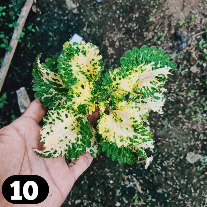 miana coleus jawer kotok iler tanaman hias hidup murah bunga miana premium langka miyana miana murah