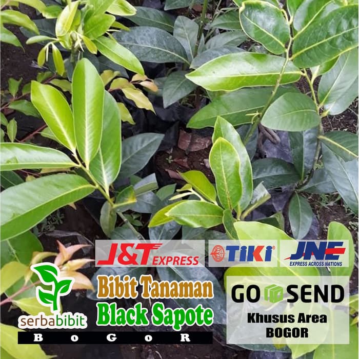Bibit Buah Black Sapote