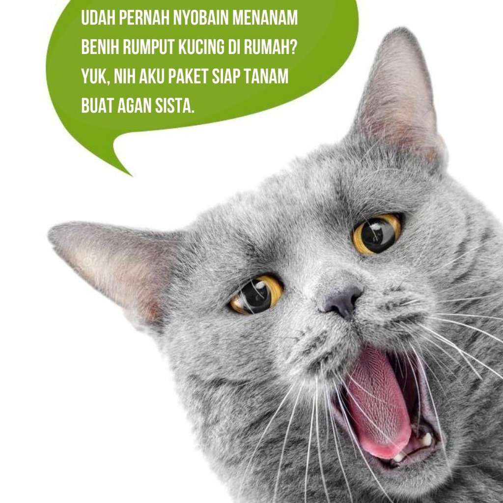 Paket Hemat Cat Grass - Satu Paket Benih Media Tanam FEFARM