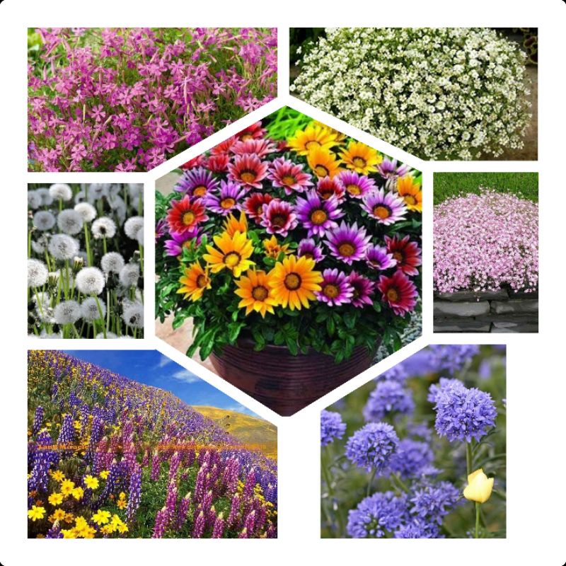 Amefurashi Paket Hemat 7 Jenis Benih/Bibit/Seeds Bunga Baby Breath Dandelion Lupine Globe Gilia