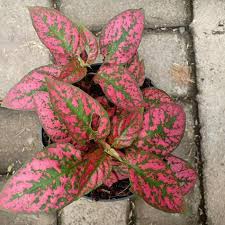 Tanaman Hias Hipotes Merah - Hipotes Merah Import - BAKUL KEMBANG