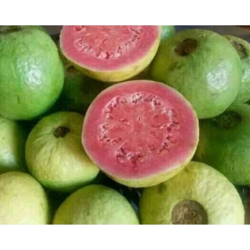 

jambu biji merah