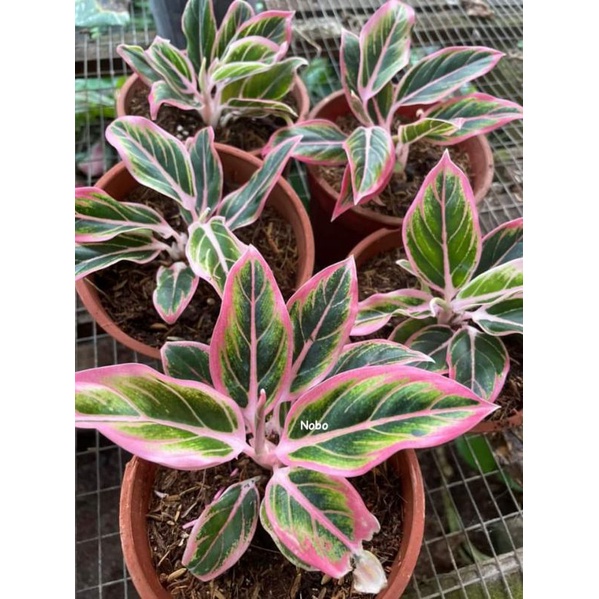 Promo aglonema lotus delight baby