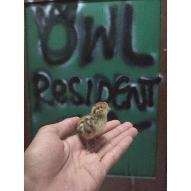 DOQ Anak Puyuh/Bibit Puyuh Jantan Pakan Reptil / BOP