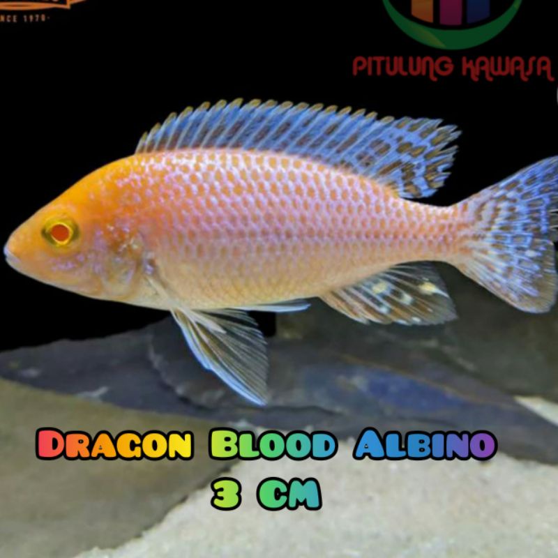 cichlid dragon blood albino