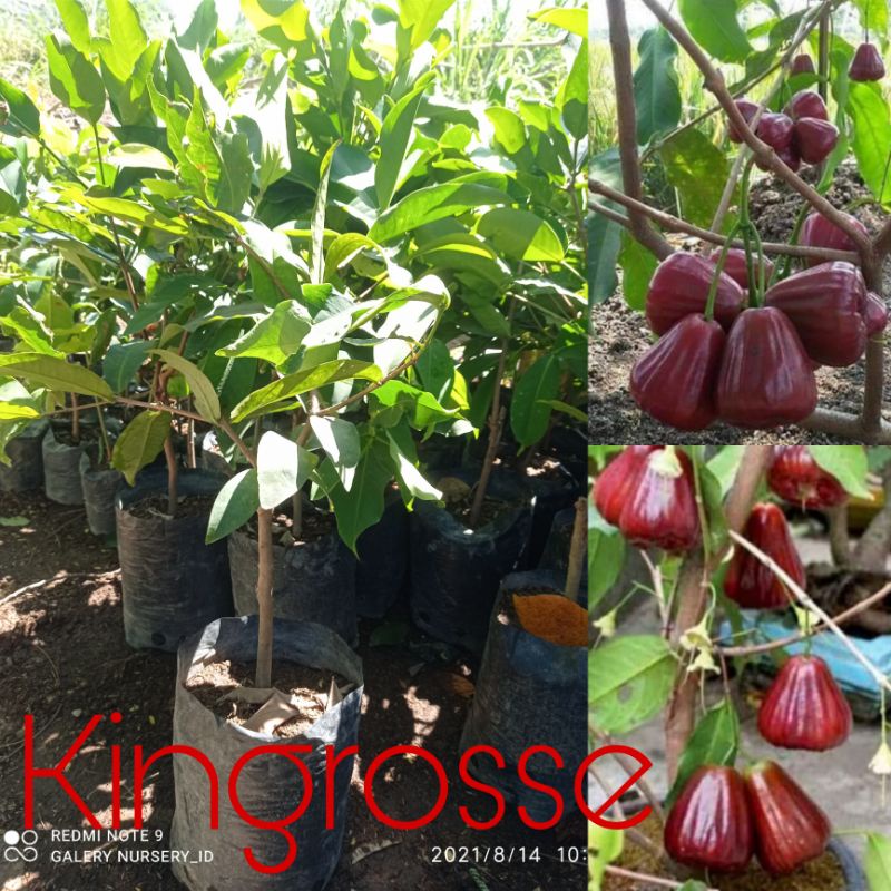 JAMBU AIR KINGROSSE OKULASI