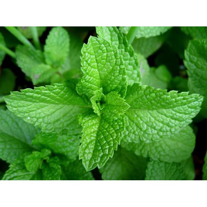 

isi 50 Biji Benih Daun Mint Herbal - Mr Fothergills repack