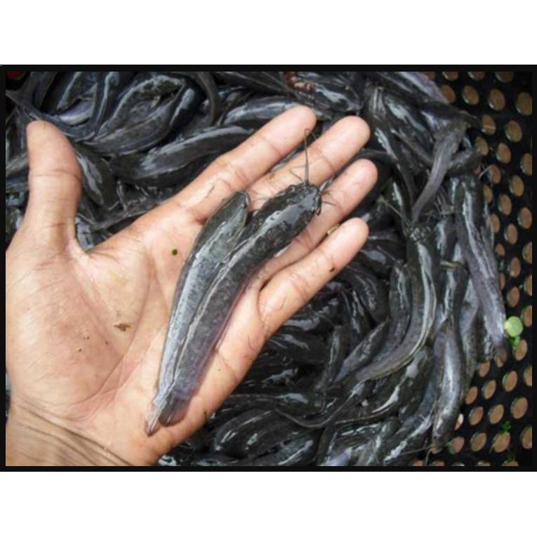 BIBIT IKAN LELE 100 EKOR & PAKAN 1 KG, BENIH IKAN SEHAT BERKUALITAS