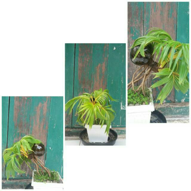 Bonsai kelapa minion