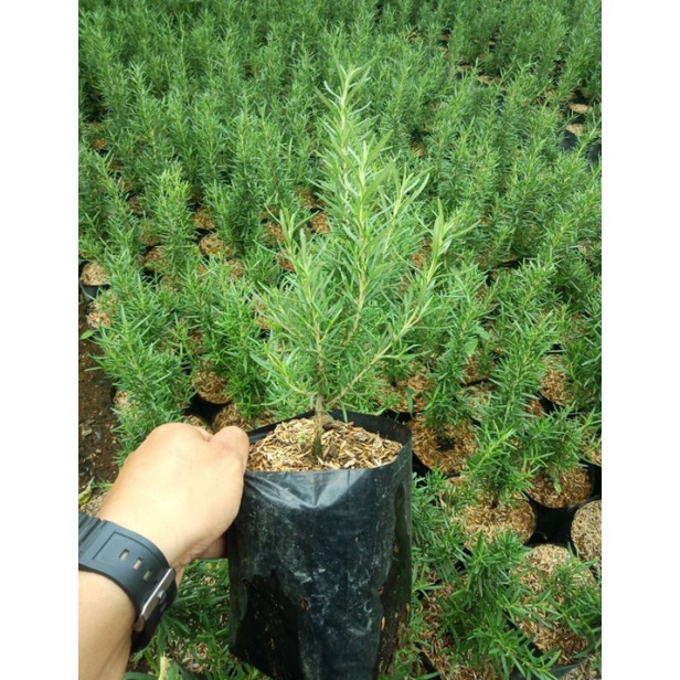 bunga  rosemary | tanaman pengusir nyamuk | penyedap masakan | aroma terapi