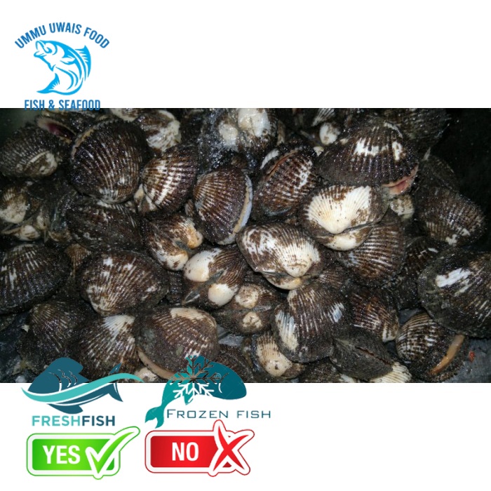 

Kerang Bulu Segar Berkualitas - 1 Kilogram