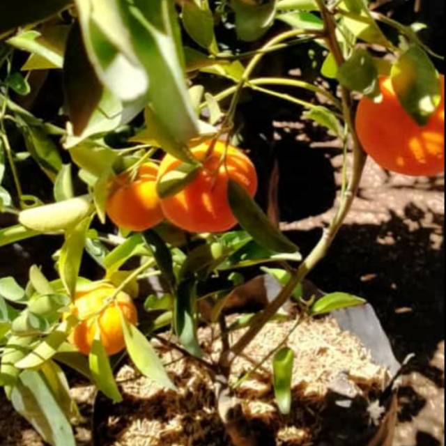 Bibit jeruk baby manis