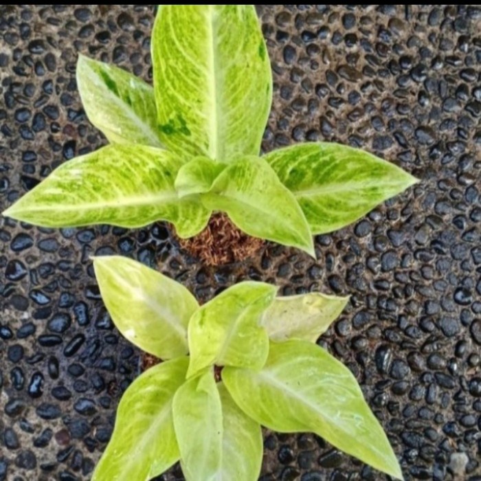 Promo!!!! aglonema sundrop Murah BIG SALE!!!!