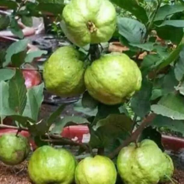 Bibit jambu Kristal Tanaman Buah Jambu Kristal