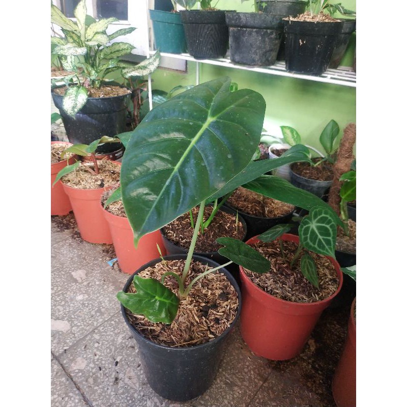 Alocasia Golden Bone