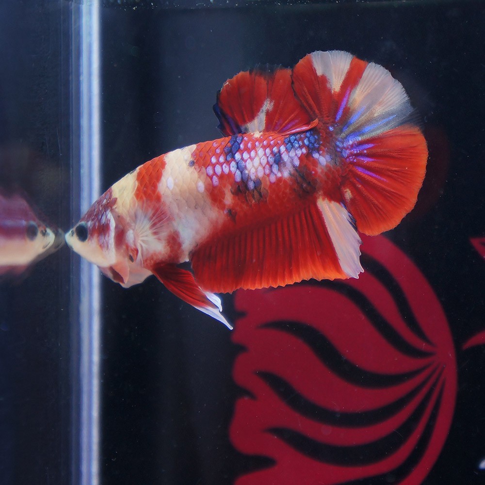 cupang male plakat nemo galaxy orange base jantan NOV