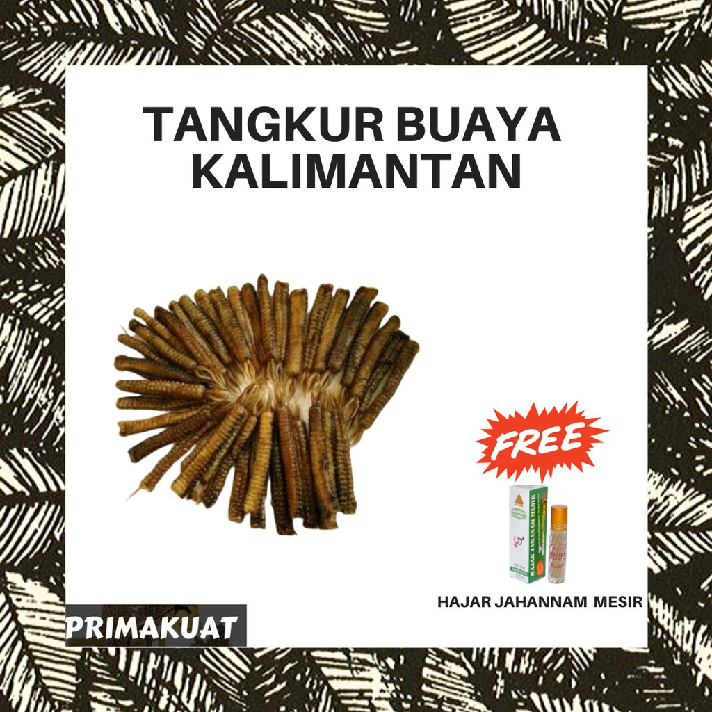 [BISA COD] Tangkur buaya kalimantan
