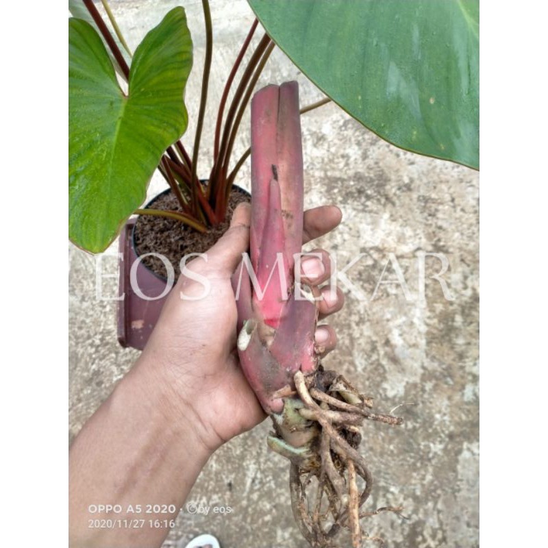 bongol tanaman hias homalomena merah (langka) masih kerabat keladi