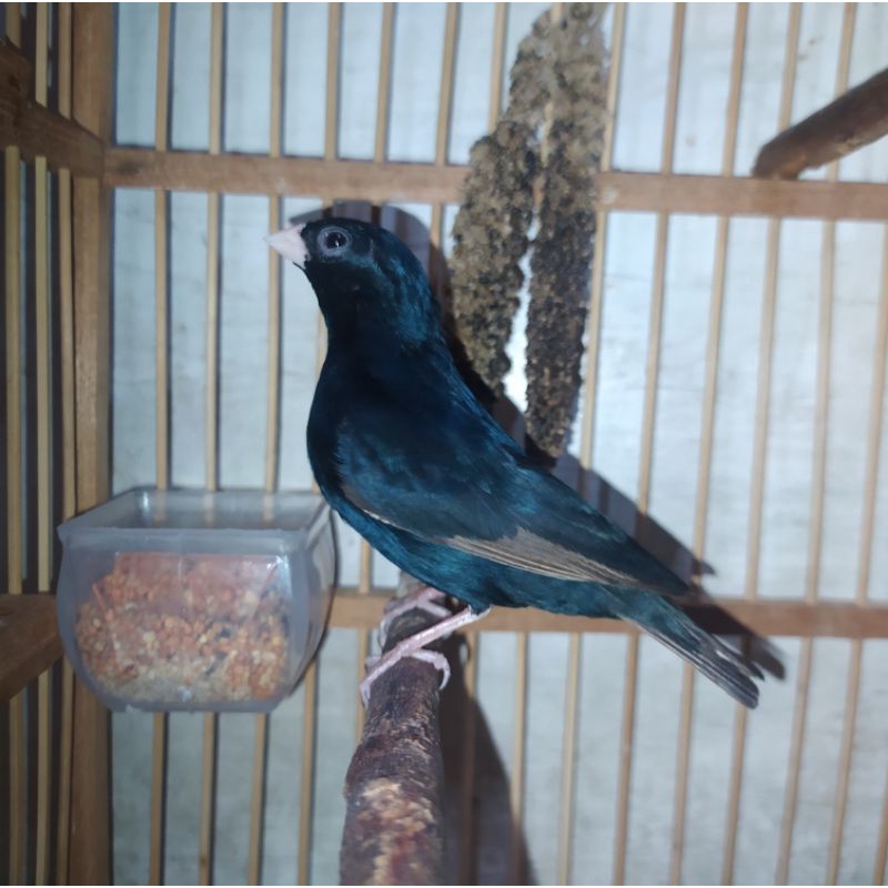 Village Indigo Finch import Africa