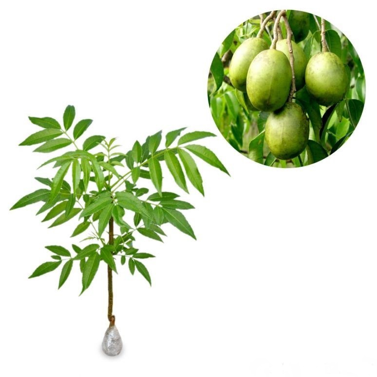 Tanaman Buah Kedondong Bangkok