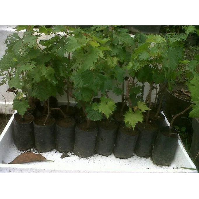 Jual Bibit Tanaman Daun Kelor Herbal/ Bibit /Biji / Benih Rest0ck