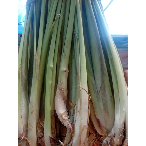 

sereh serei 500 gr
