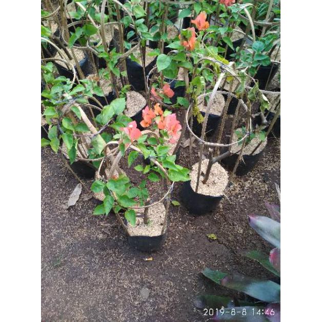 Tanaman Hias Bugenvil - Bibit Bugenvil - Pohon Bugenvil $_$