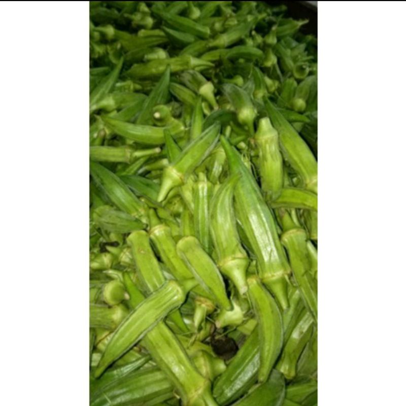 

KACANG OKRA / JETHEU / OKRA 250 GRAM